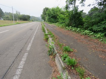 道路清掃ボランティア