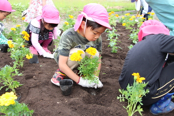 園児たちがきれいなお花の苗を植えました すながわトピックス 砂川市ホームページ