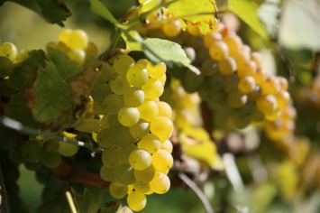 ワイン用ブドウの収穫
